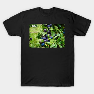 Plums On Tree Branch - Healthy Fruit Abstract T-Shirt